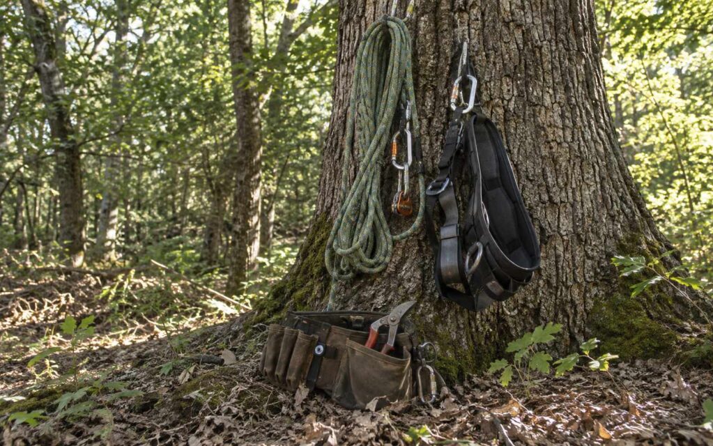 Tree Service Companies in Belle Mead and Skillman, NJ
